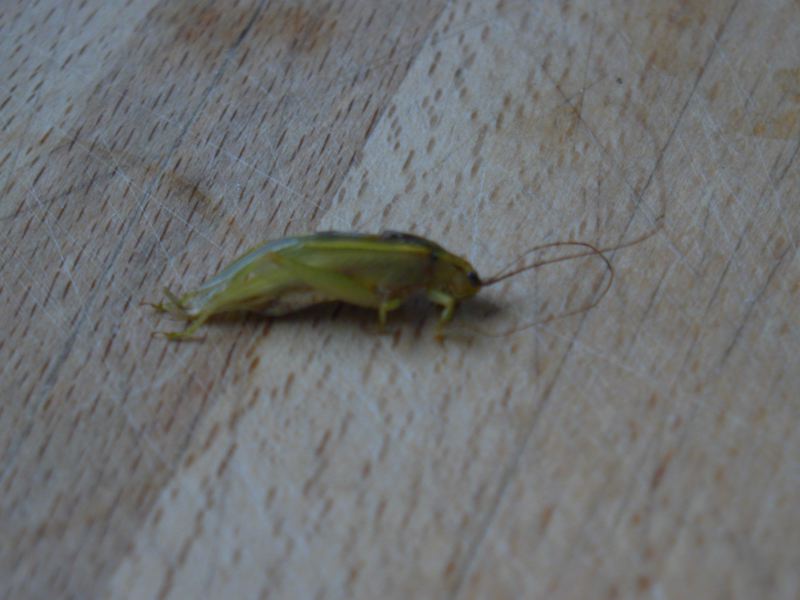 p1010237.jpg